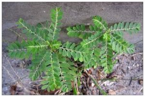 沙地葉下珠（原變種）