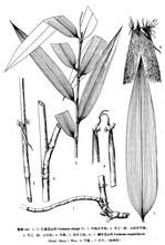 仁昌玉山竹 仁昌玉山竹