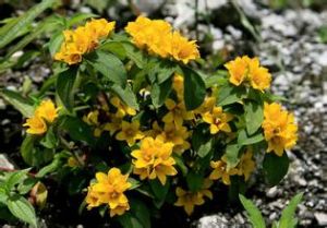 峨眉過路黃 峨眉過路黃