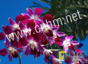 短毛美冠蘭 短毛美冠蘭