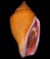 黃花瓶鳳凰螺 黃花瓶鳳凰螺