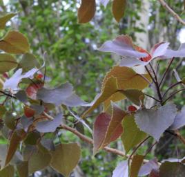 美洲黑楊 美洲黑楊