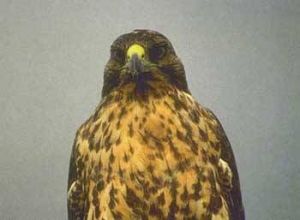 科隆群島鷹 科隆群島鷹