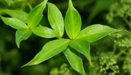 理肺散[理肺散]