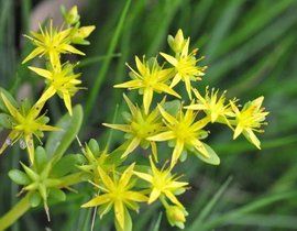 珠芽半支 珠芽半支