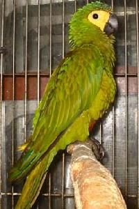 紅腹鸚鵡