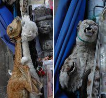 各種恐怖的巫術道具