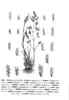 鶴甫鹼茅 鶴甫鹼茅