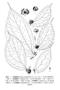 驟尖樓梯草 驟尖樓梯草