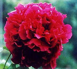 彭州牡丹花會 彭州牡丹花會