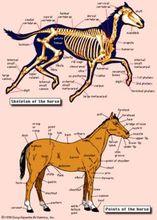馬的身體構造