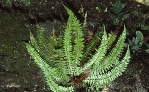 高山耳蕨組 高山耳蕨組