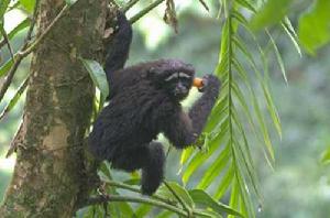 天行長臂猿 天行長臂猿