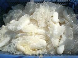 竹蓀風燕 竹蓀風燕