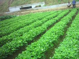 液體地膜 液體地膜