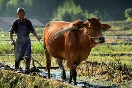 牛耕田[牛耕田的由來]