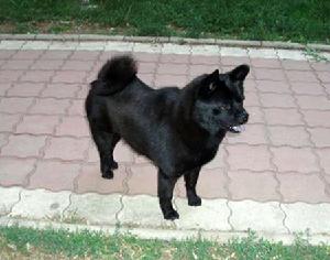 舒伯齊犬 舒伯齊犬