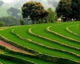 哀牢山森林旅遊區 哀牢山森林旅遊區