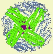 血清鐵蛋白 血清鐵蛋白