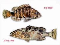石斑魚