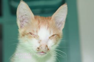 貓病毒性鼻氣管炎——病貓眼部病變