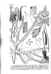 戟葉黑心蕨 戟葉黑心蕨