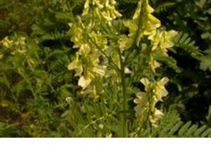 真毛黃耆(變種) 真毛黃耆(變種)