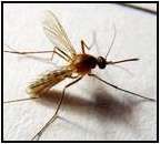 八代按蚊 八代按蚊