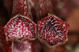 海邊馬兜鈴 海邊馬兜鈴