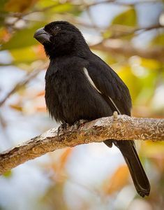 古巴黑雀屬 古巴黑雀屬