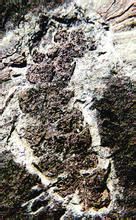 中華星學花 中華星學花