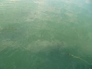 水華微囊藻 水華微囊藻