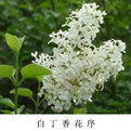 白花什錦丁香 白花什錦丁香