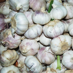 永年大蒜 永年大蒜