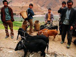 保山野豬 保山野豬