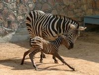 西霞口野生動物園--斑馬