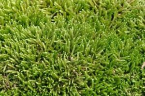 異貓尾蘚 異貓尾蘚