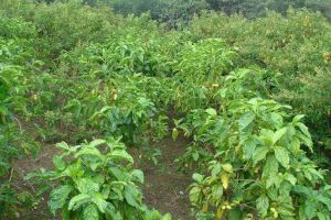 大葉千斤拔與海巴戟套種