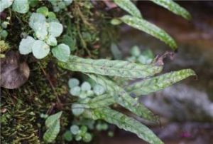 屋久假瘤蕨 屋久假瘤蕨