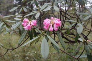 銀葉杜鵑 銀葉杜鵑