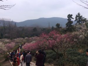 ​梅花山