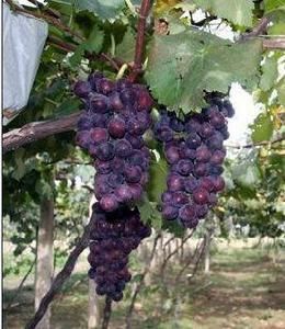 戶太8號 戶太8號