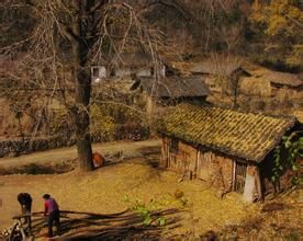 白果樹灣 白果樹灣