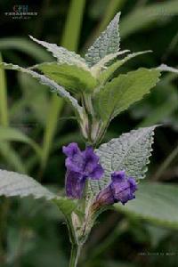 雲南馬藍 雲南馬藍