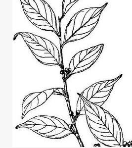 皺柄冬青 皺柄冬青