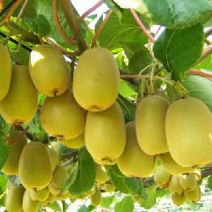 雨城獼猴桃 雨城獼猴桃