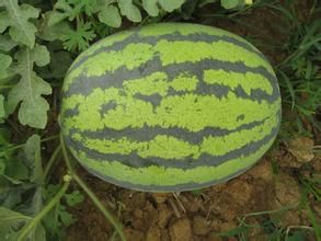 荃抗8號 荃抗8號