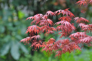 美麗雞爪槭 美麗雞爪槭