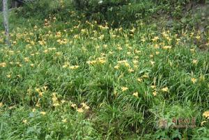 十八格黃花菜 十八格黃花菜