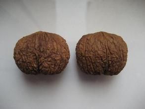 加州黑核桃 加州黑核桃